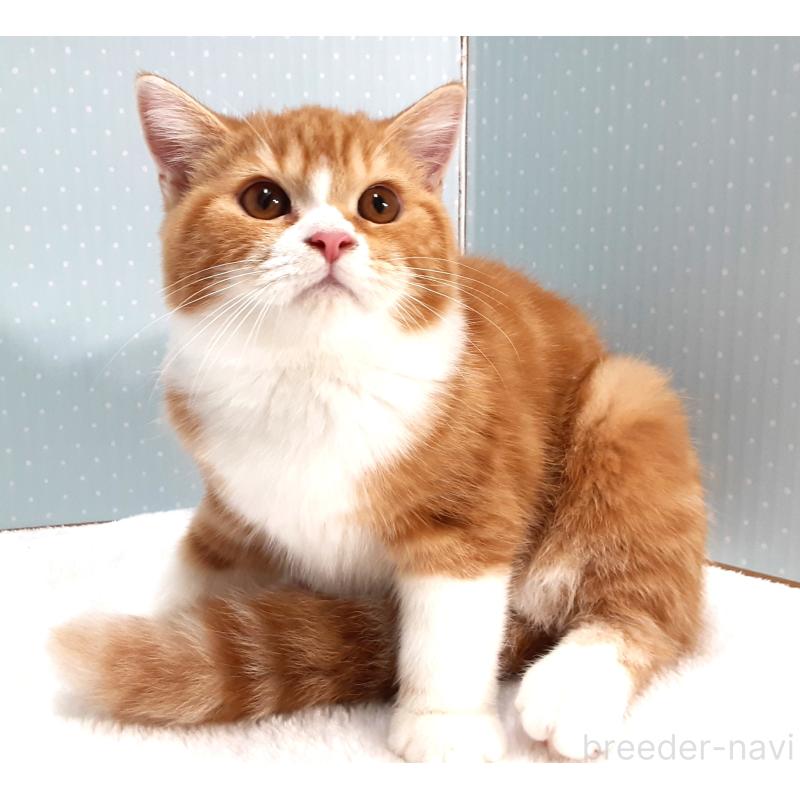 販売中の岐阜県のミヌエット-127835の4枚目