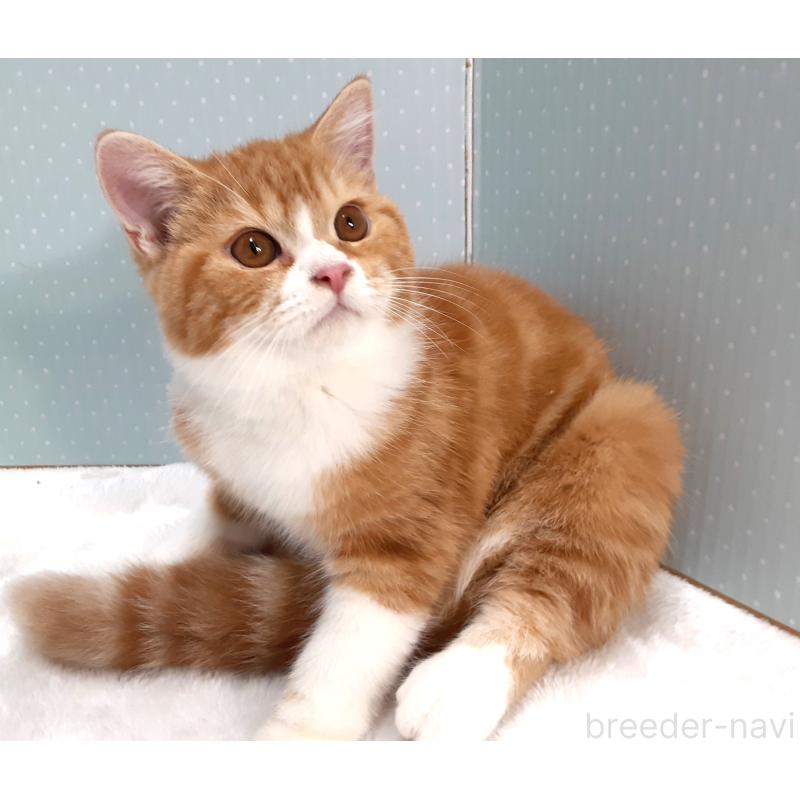 販売中の岐阜県のミヌエット-127835の3枚目