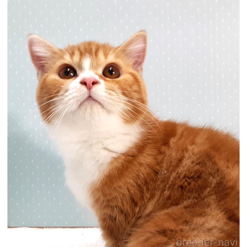 販売中の岐阜県のミヌエット-127835の2枚目