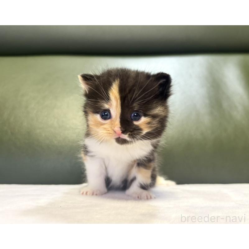 販売中の岐阜県のミヌエット-130826の6枚目