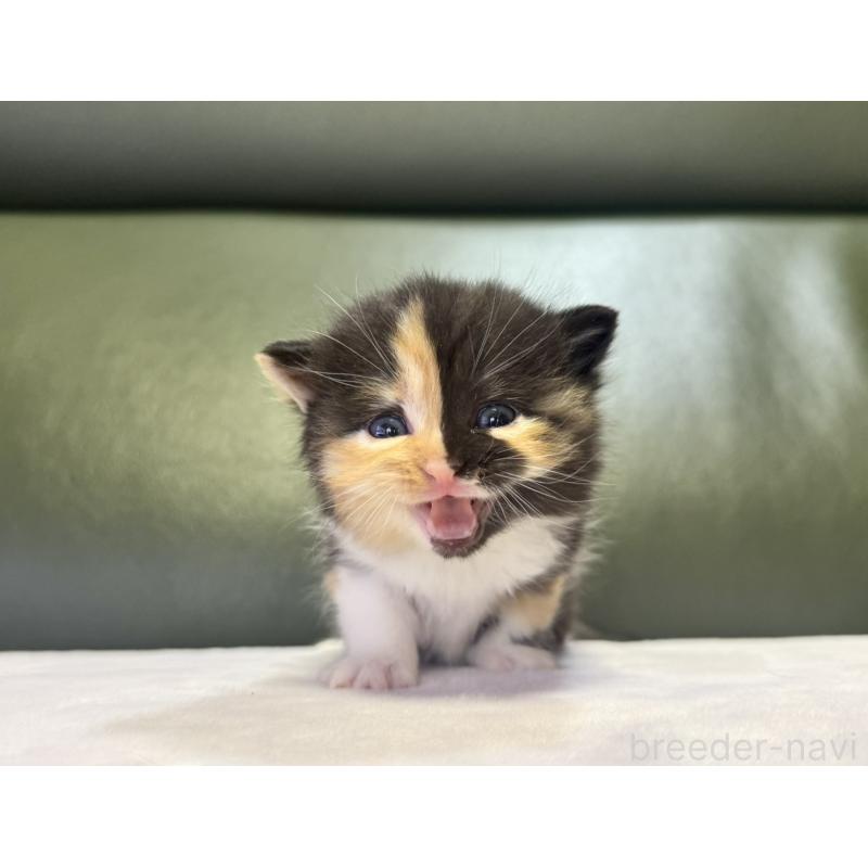 販売中の岐阜県のミヌエット-130826の5枚目