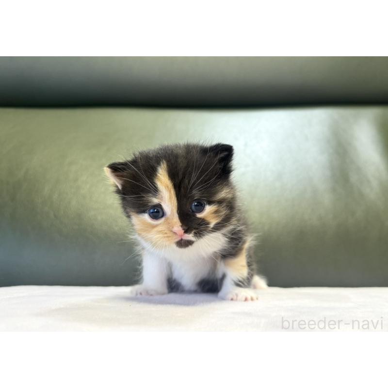 販売中の岐阜県のミヌエット-130826の4枚目