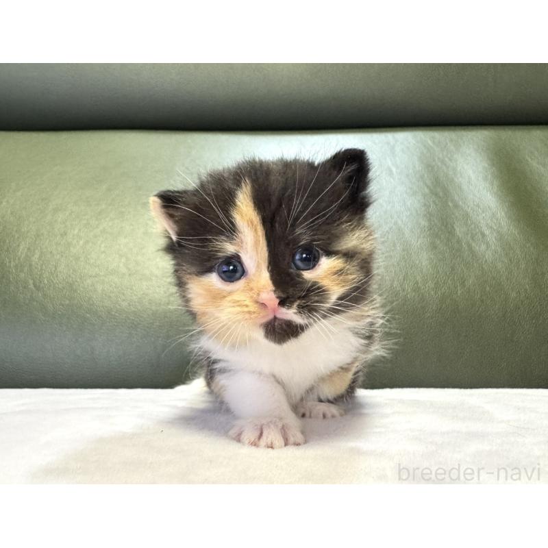 販売中の岐阜県のミヌエット-130826の3枚目