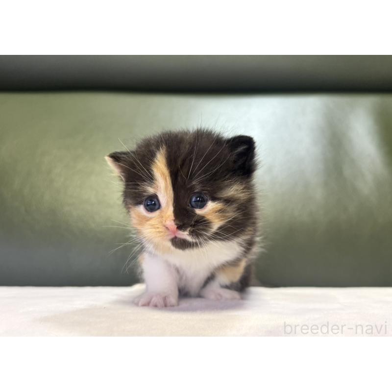 販売中の岐阜県のミヌエット-130826の2枚目