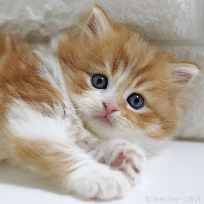 販売中の愛知県のスコティッシュフォールド-130835の14枚目