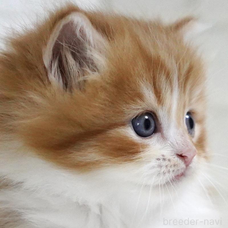 販売中の愛知県のスコティッシュフォールド-130835の15枚目