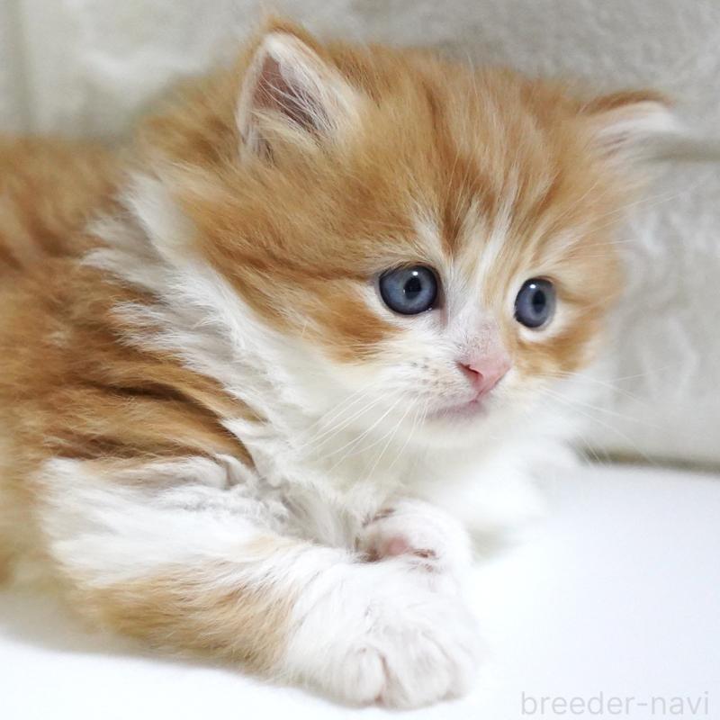 販売中の愛知県のスコティッシュフォールド-130835の13枚目