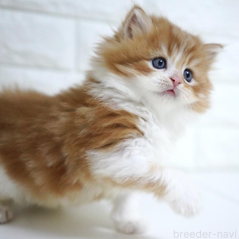 販売中の愛知県のスコティッシュフォールド-130835の12枚目