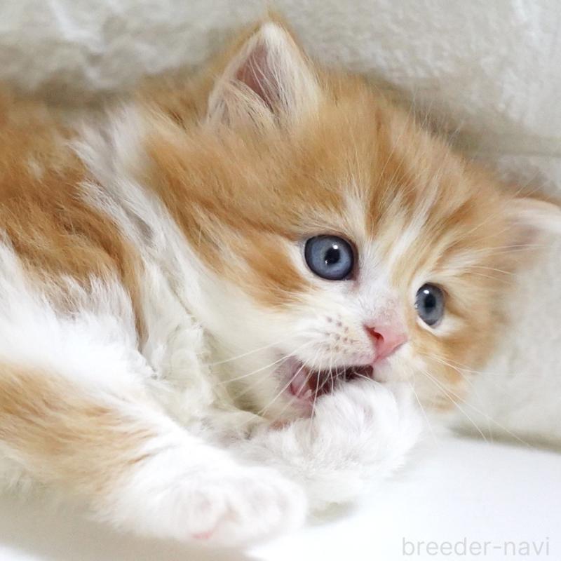 販売中の愛知県のスコティッシュフォールド-130835の11枚目