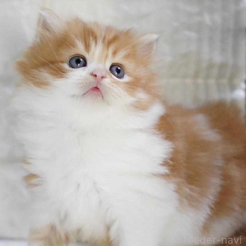 販売中の愛知県のスコティッシュフォールド-130835の10枚目