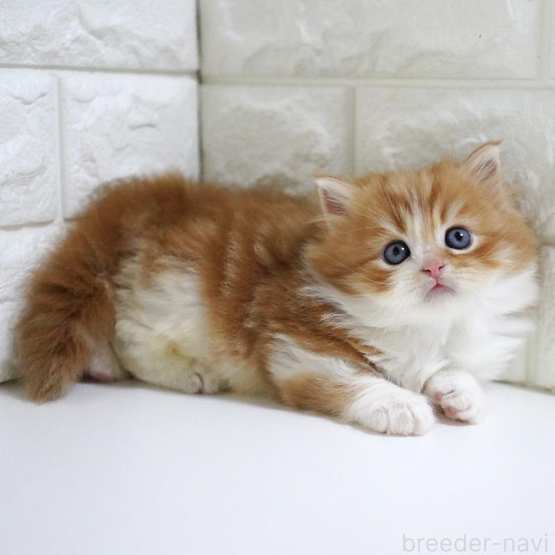 販売中の愛知県のスコティッシュフォールド-130835の9枚目