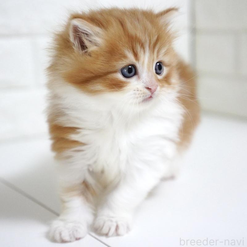 販売中の愛知県のスコティッシュフォールド-130835の8枚目