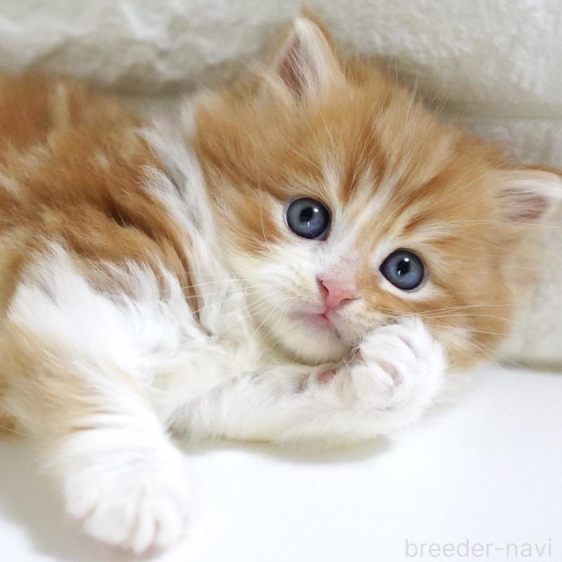 販売中の愛知県のスコティッシュフォールド-130835の7枚目