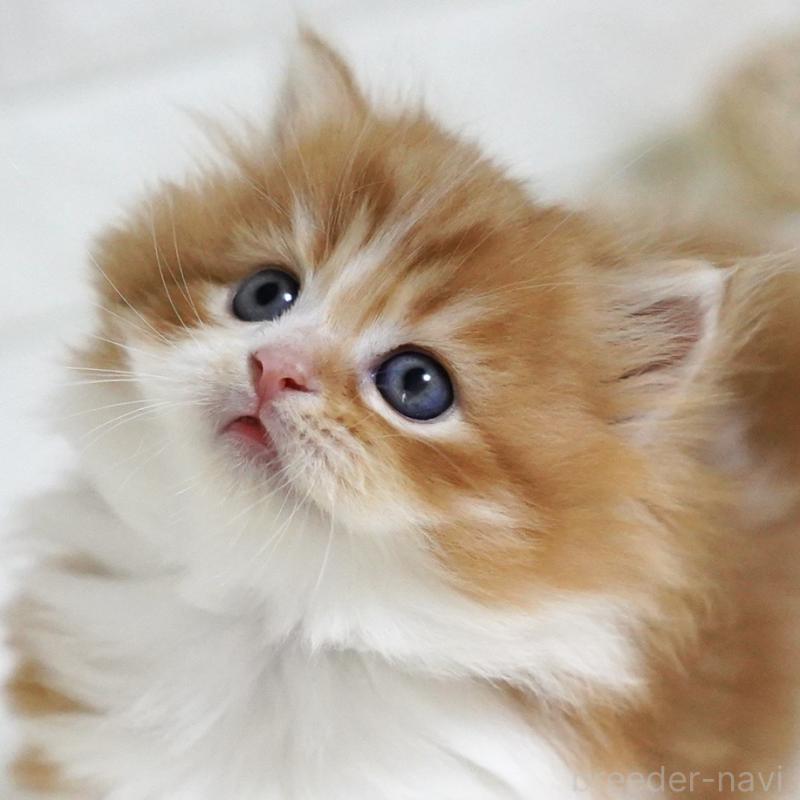 販売中の愛知県のスコティッシュフォールド-130835の6枚目