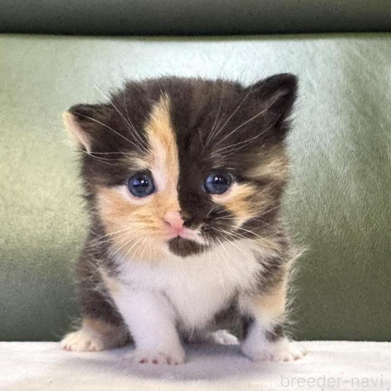 販売中の岐阜県のミヌエット-130826の1枚目