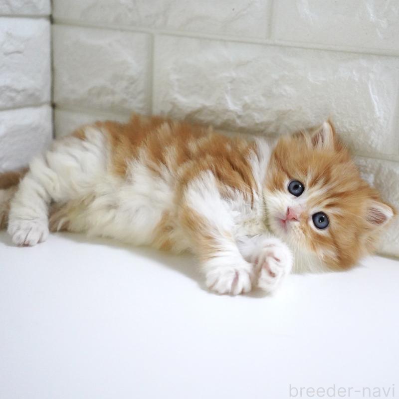 販売中の愛知県のスコティッシュフォールド-130835の5枚目