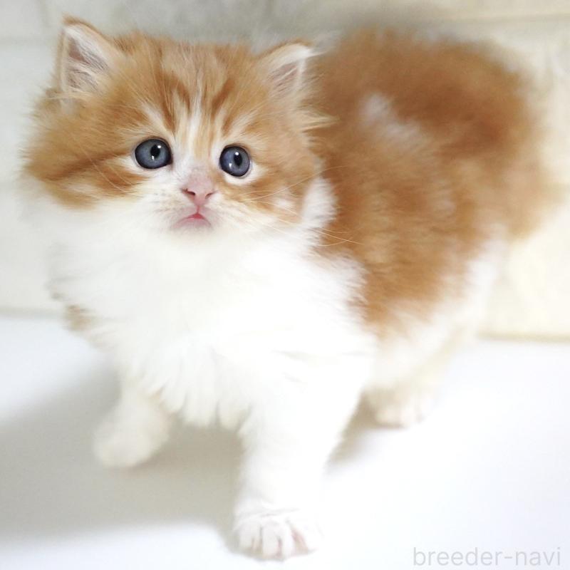 販売中の愛知県のスコティッシュフォールド-130835の4枚目