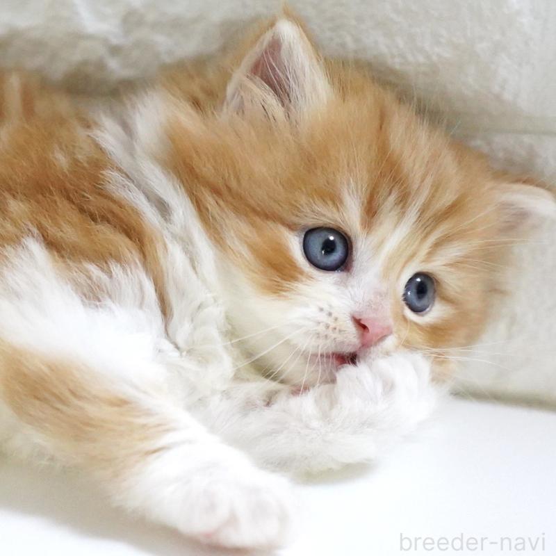 販売中の愛知県のスコティッシュフォールド-130835の3枚目