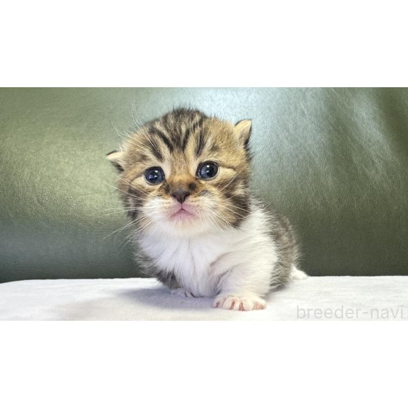 販売中の岐阜県のミヌエット(短足)-130827の5枚目