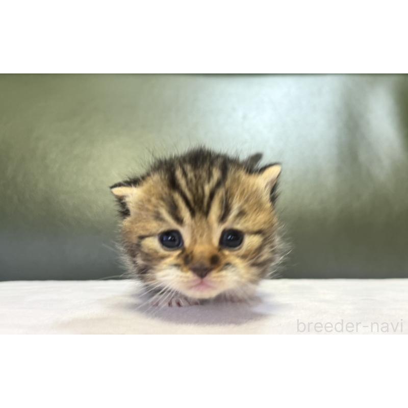 販売中の岐阜県のミヌエット(短足)-130827の4枚目