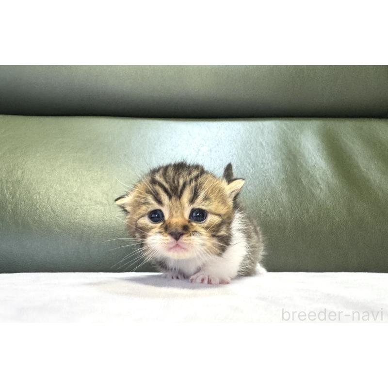 販売中の岐阜県のミヌエット(短足)-130827の3枚目