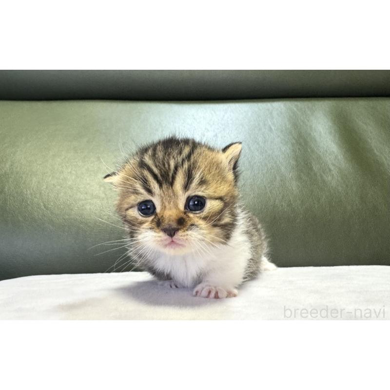 販売中の岐阜県のミヌエット(短足)-130827の2枚目