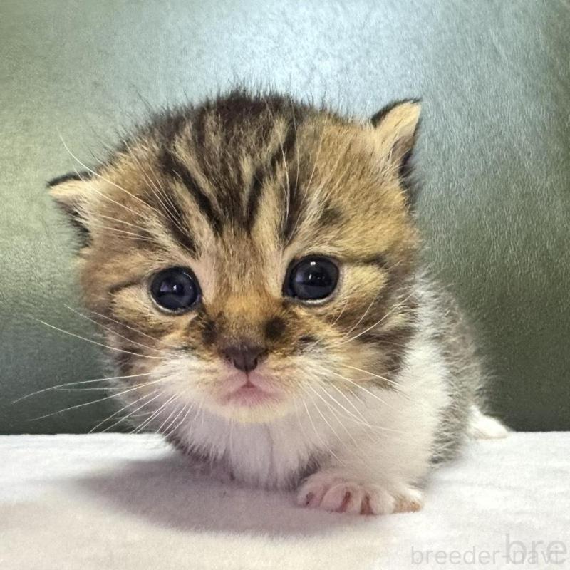 販売中の岐阜県のミヌエット(短足)-130827の1枚目