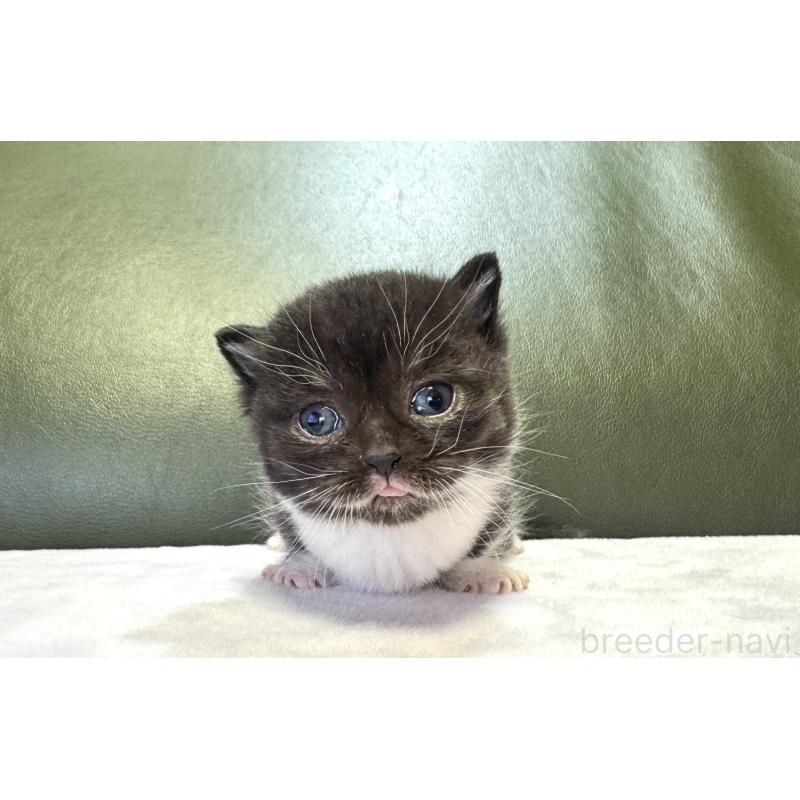 販売中の岐阜県のミヌエット(短足)-130828の5枚目