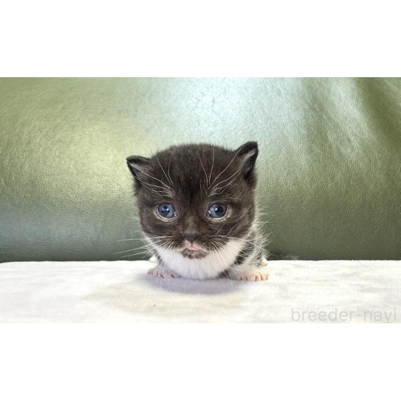 販売中の岐阜県のミヌエット(短足)-130828の4枚目