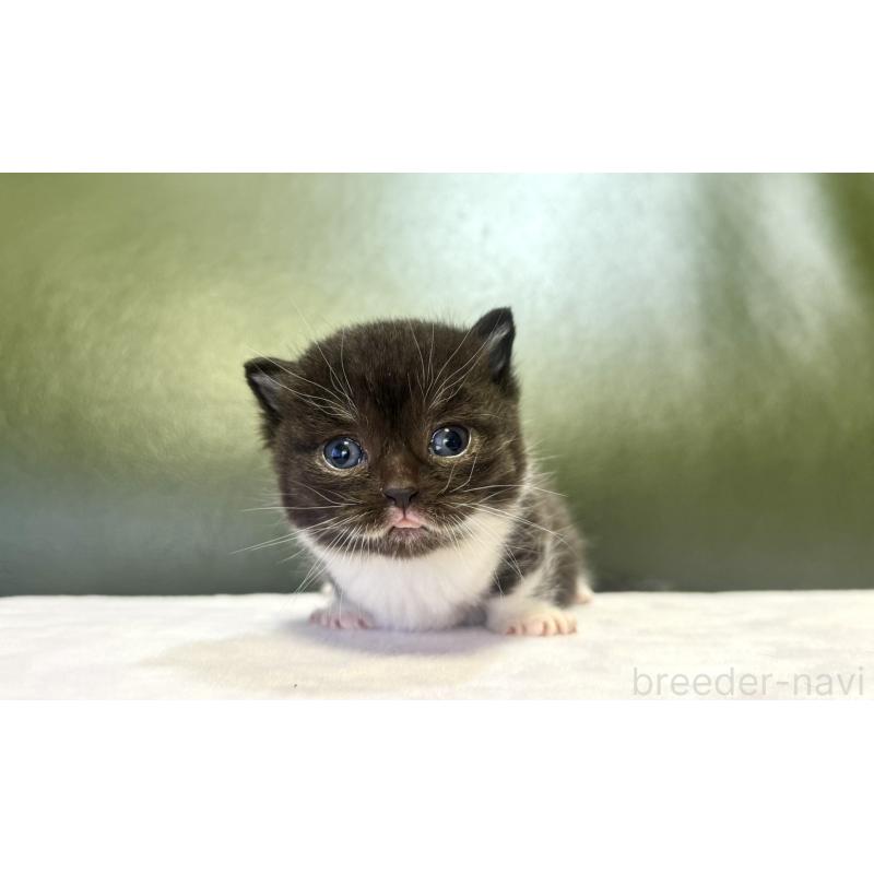 販売中の岐阜県のミヌエット(短足)-130828の3枚目