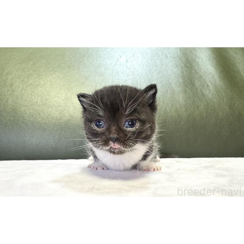 販売中の岐阜県のミヌエット(短足)-130828の2枚目