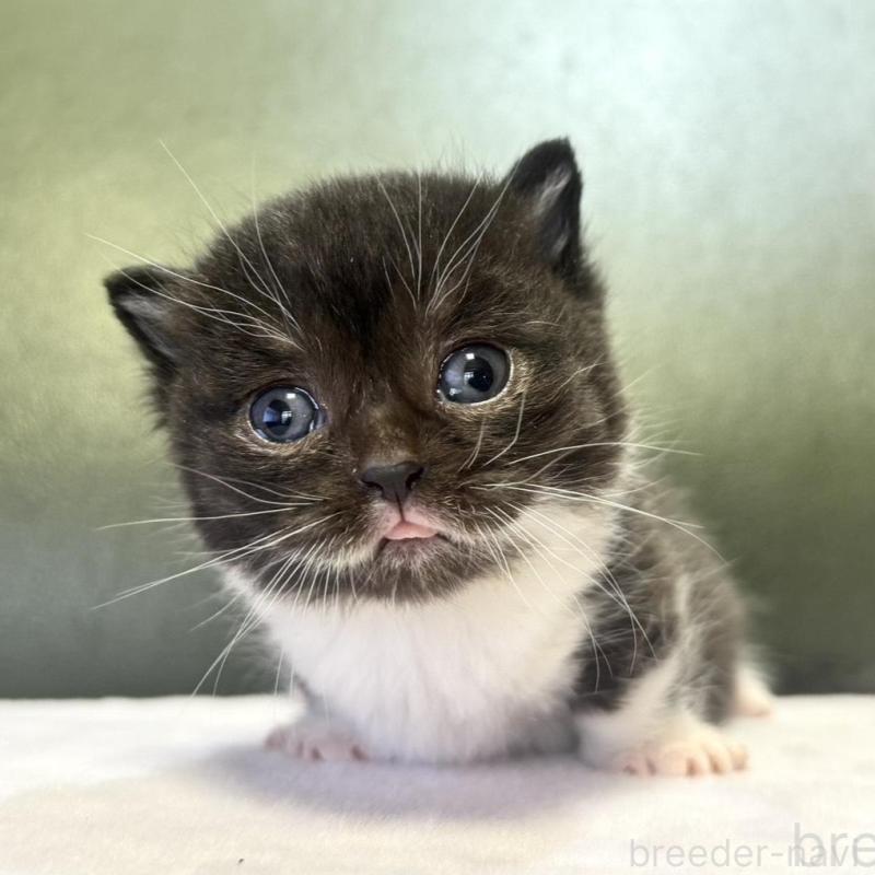 販売中の岐阜県のミヌエット(短足)-130828の1枚目