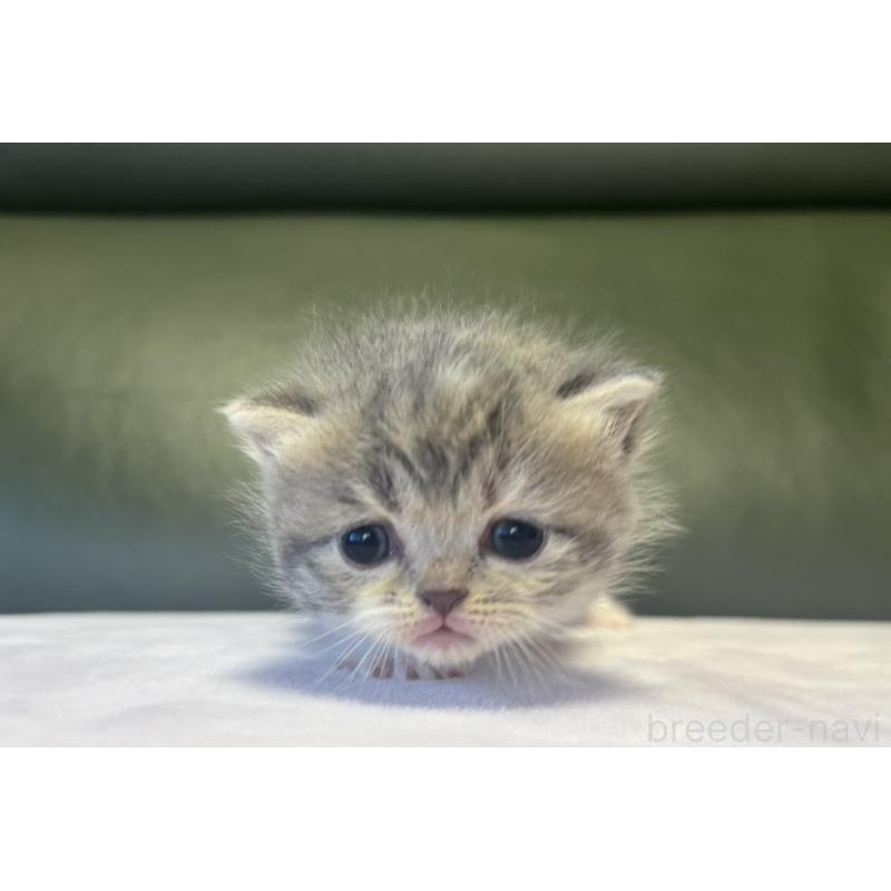 販売中の岐阜県のミヌエット-130829の3枚目