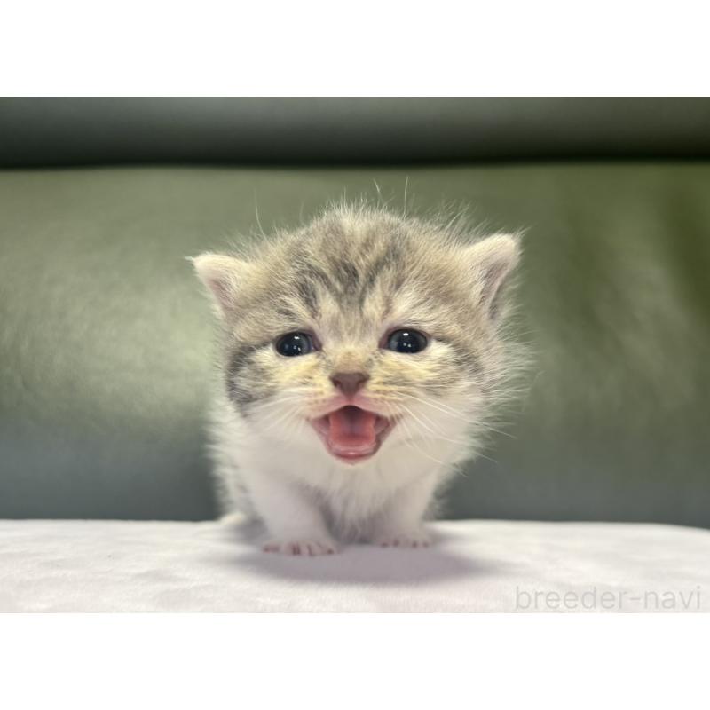 販売中の岐阜県のミヌエット-130829の2枚目