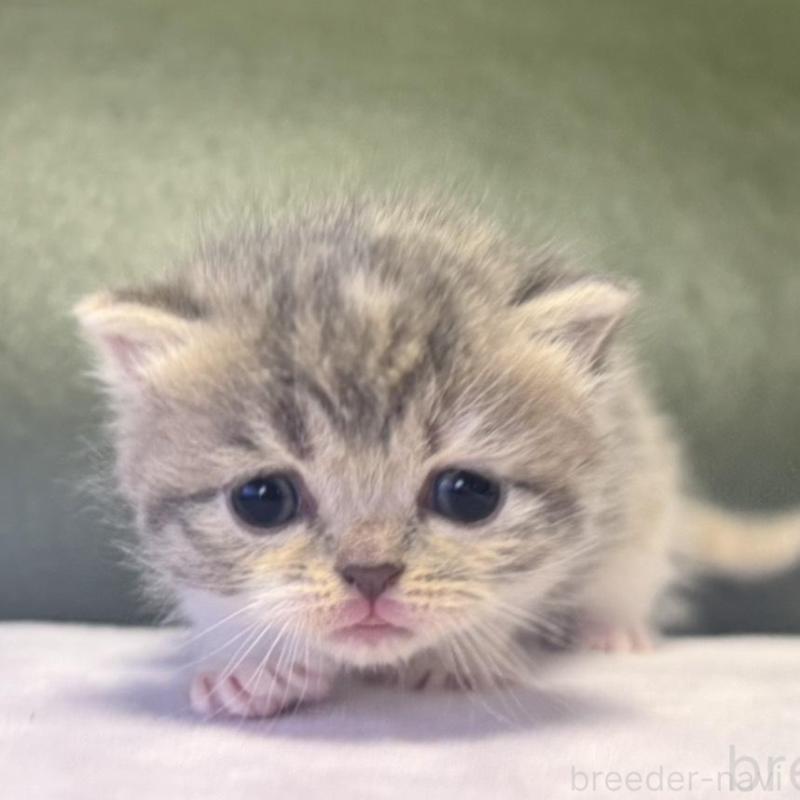 販売中の岐阜県のミヌエット-130829