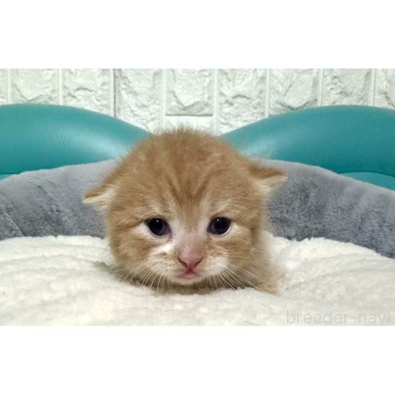 販売中の岐阜県のミヌエット(短足)-130830の5枚目