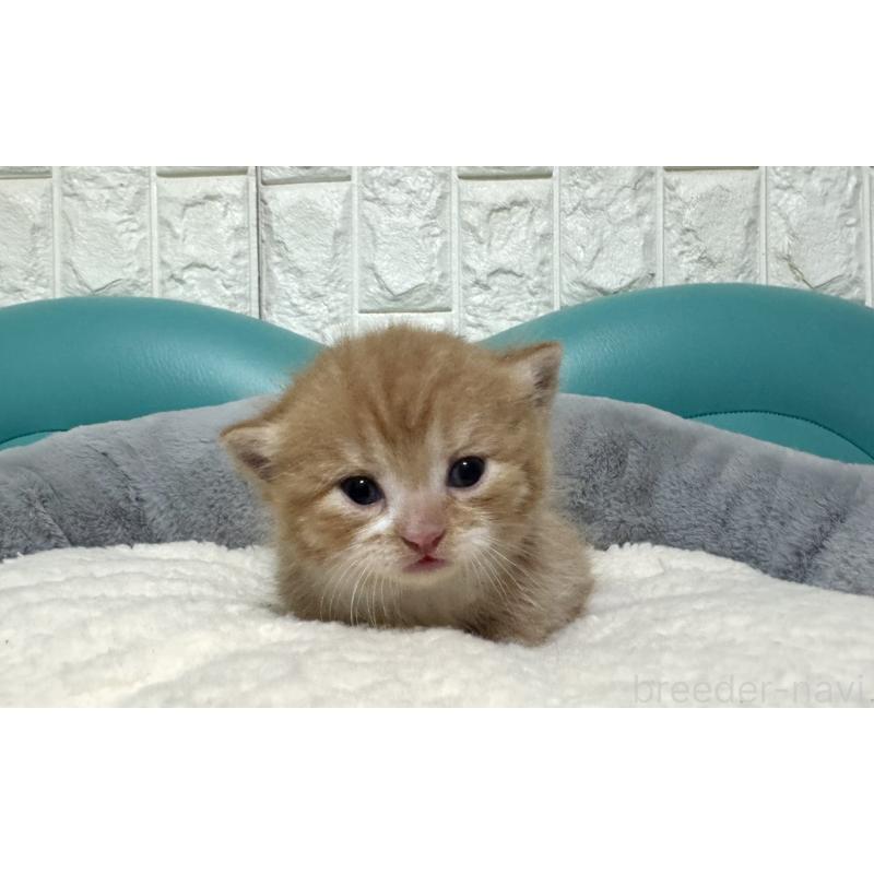 販売中の岐阜県のミヌエット(短足)-130830の4枚目