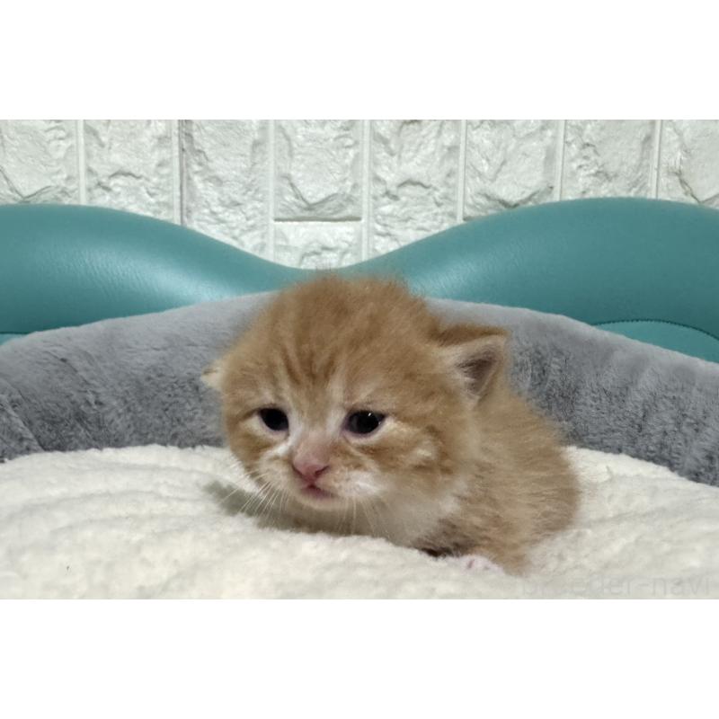 販売中の岐阜県のミヌエット(短足)-130830の3枚目