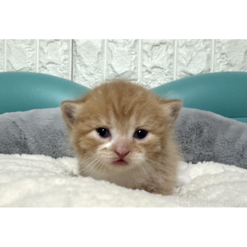 販売中の岐阜県のミヌエット(短足)-130830の2枚目