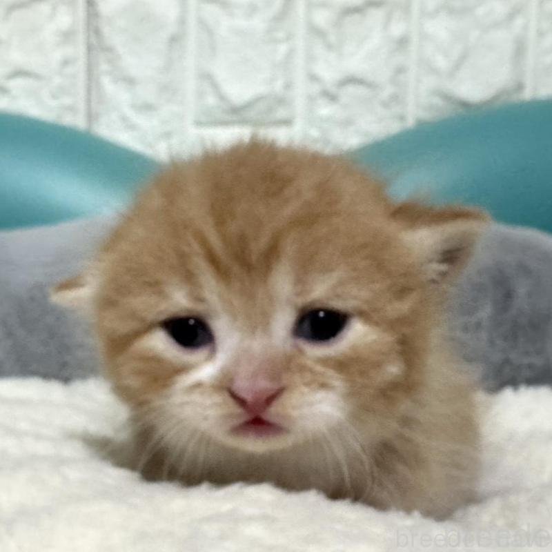 販売中の岐阜県のミヌエット(短足)-130830