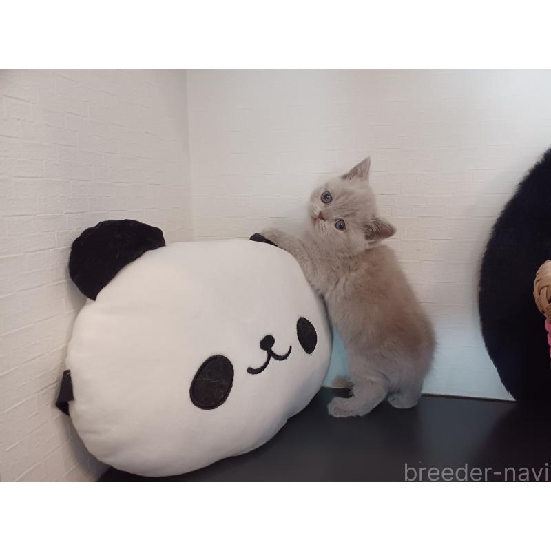 販売中の東京都のブリティッシュショートヘア-130834の11枚目