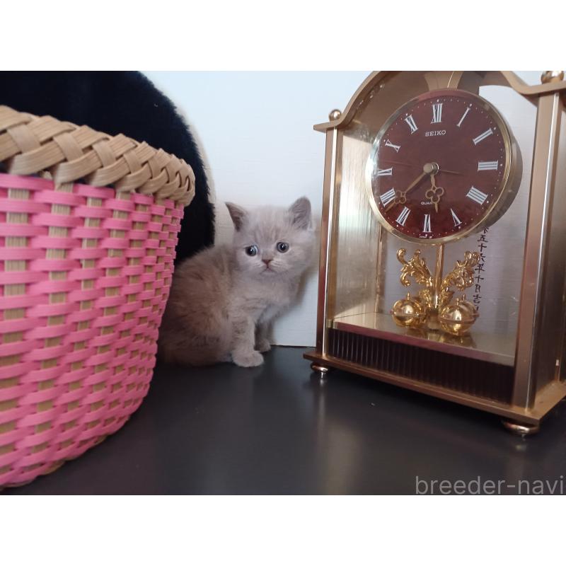 販売中の東京都のブリティッシュショートヘア-130834の10枚目