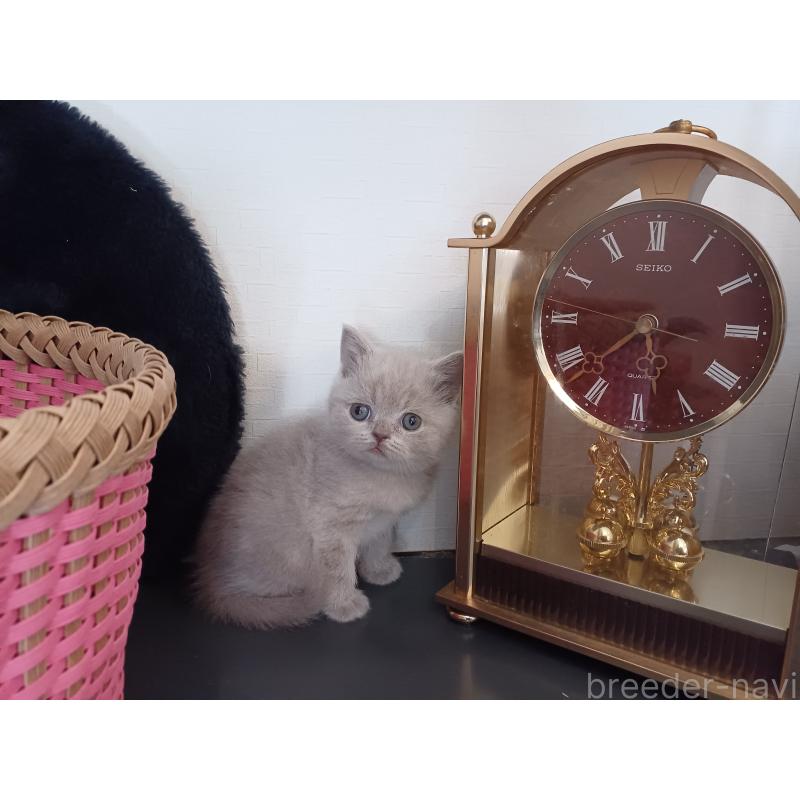 販売中の東京都のブリティッシュショートヘア-130834の9枚目