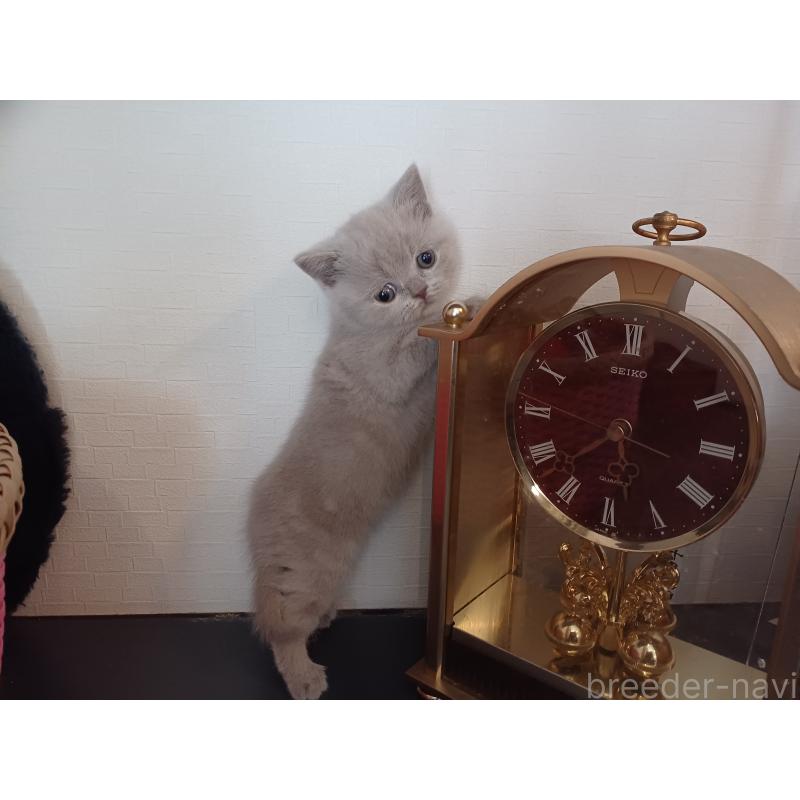 販売中の東京都のブリティッシュショートヘア-130834の8枚目