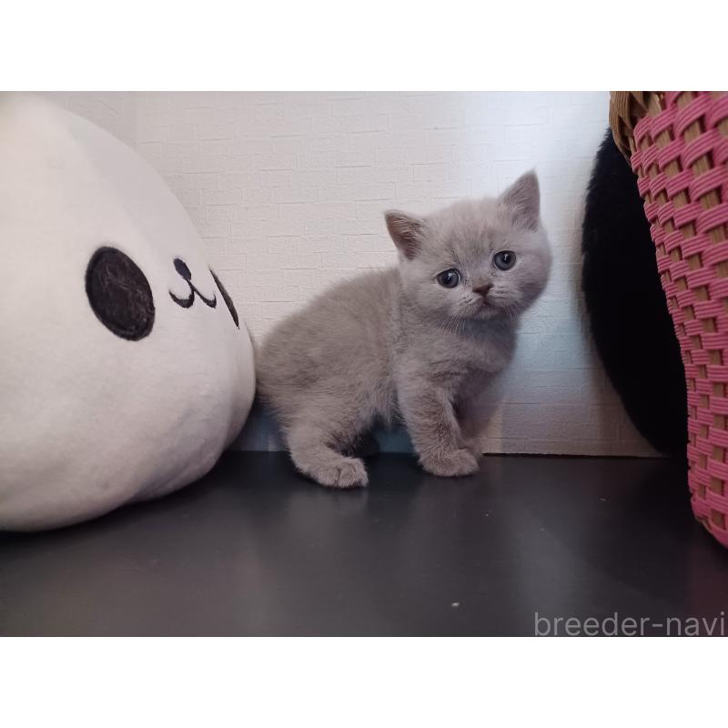 販売中の東京都のブリティッシュショートヘア-130834の7枚目