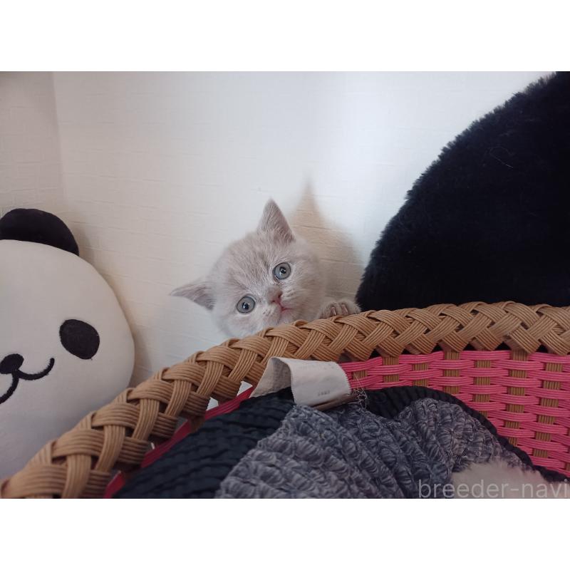 販売中の東京都のブリティッシュショートヘア-130834の6枚目