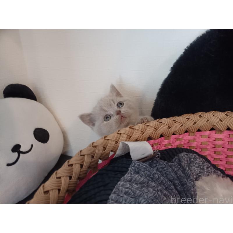 販売中の東京都のブリティッシュショートヘア-130834の5枚目