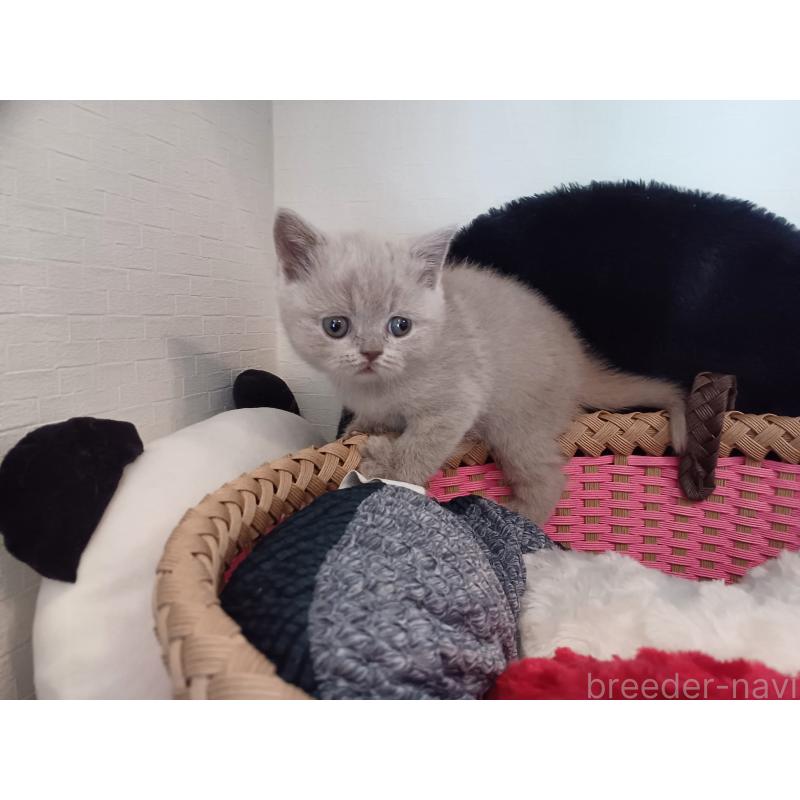 販売中の東京都のブリティッシュショートヘア-130834の4枚目