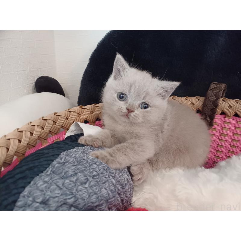 販売中の東京都のブリティッシュショートヘア-130834の3枚目