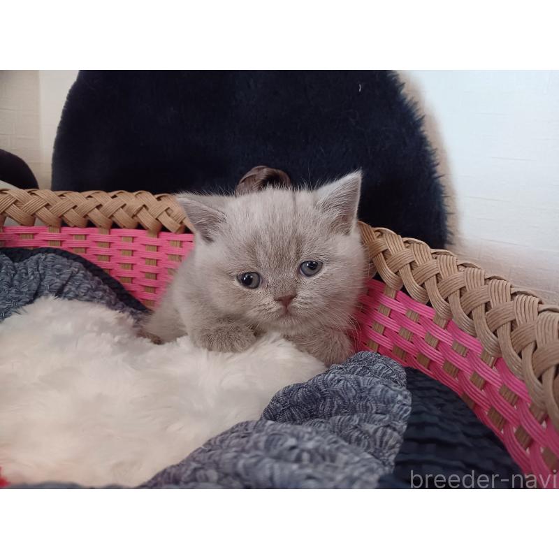 販売中の東京都のブリティッシュショートヘア-130834の2枚目